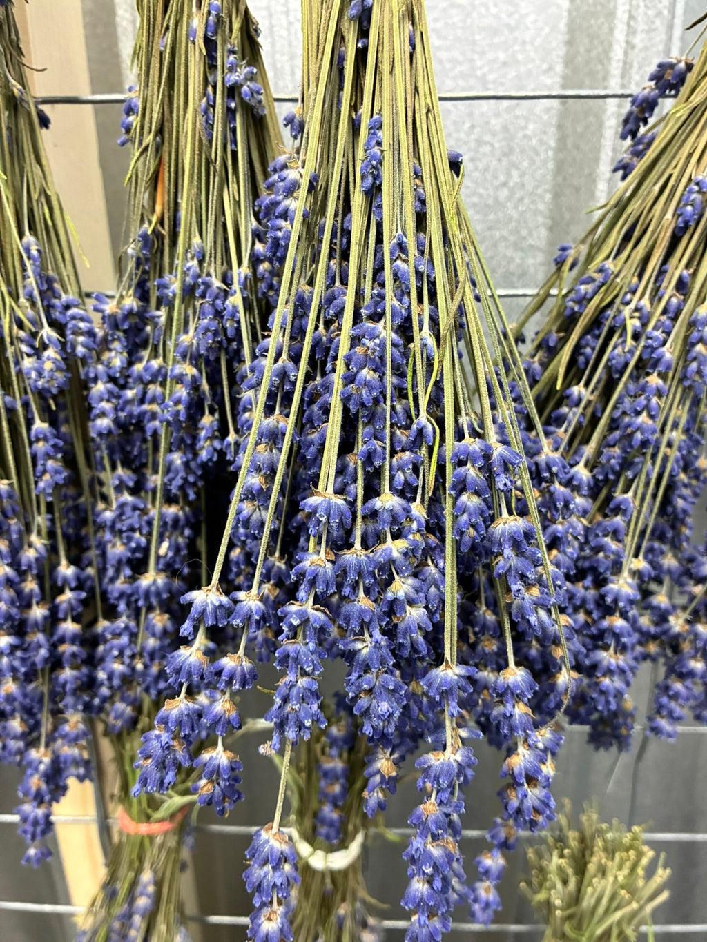 Culinary Lavender - Betty's Blue (1 BUNDLE)