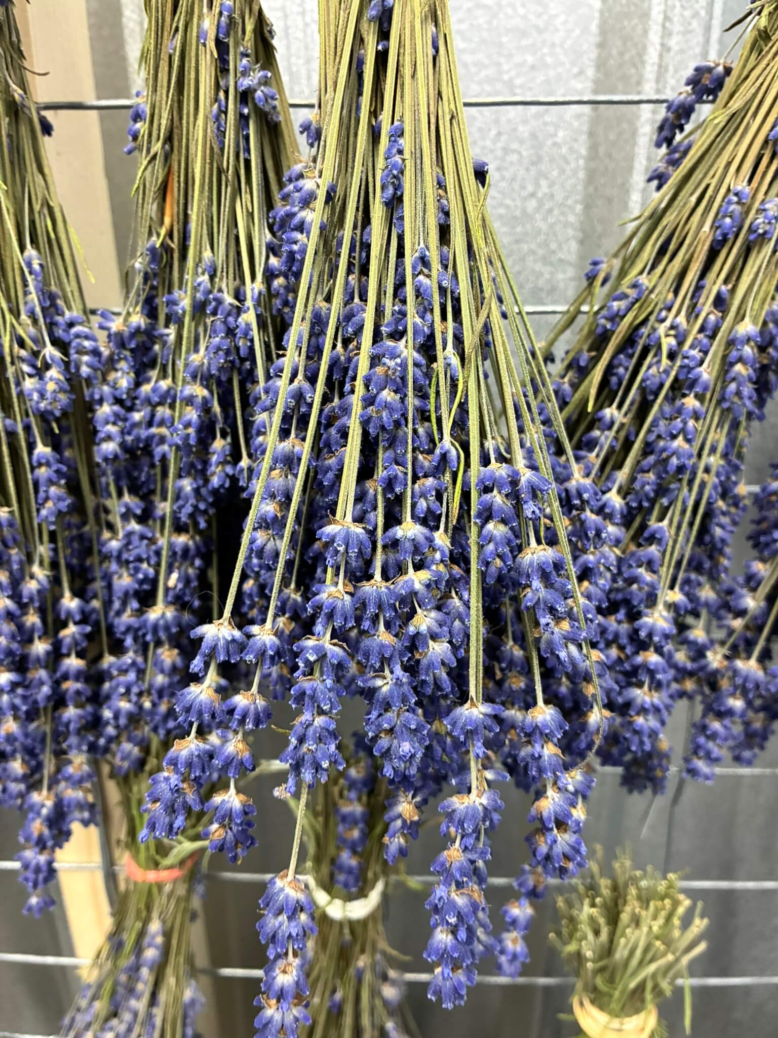 Cut Your Own Lavender Experience --> Saturday, June 13th