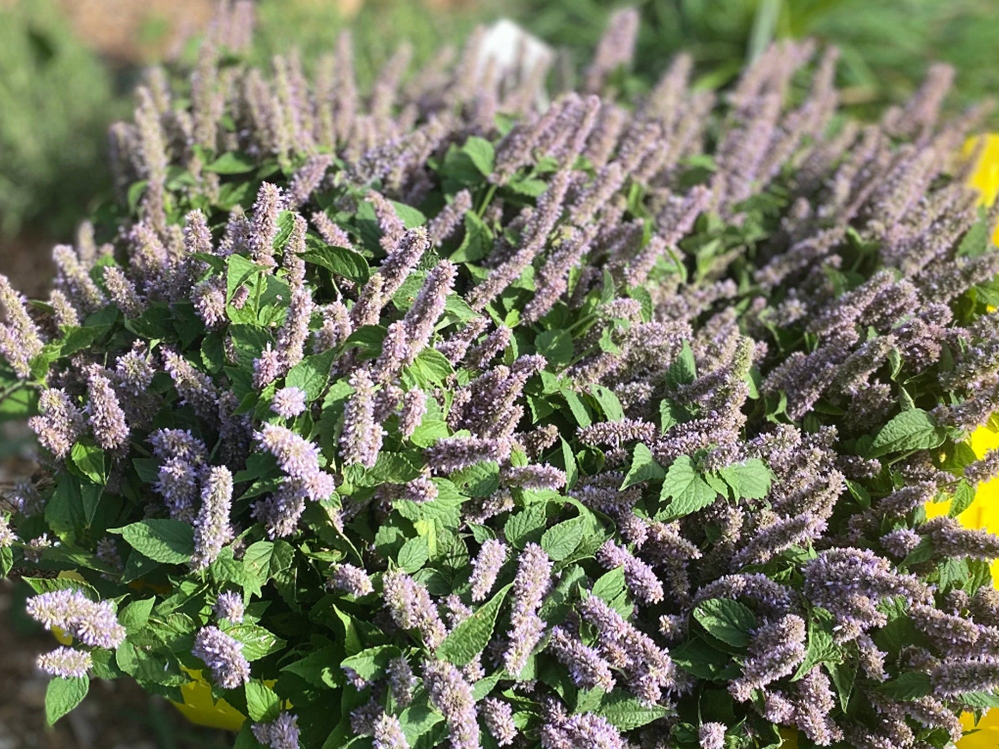 Anise Hyssop | Loose-Leaf Teas & Infusers | Fiddlehead Farm | Columbia, Kentucky