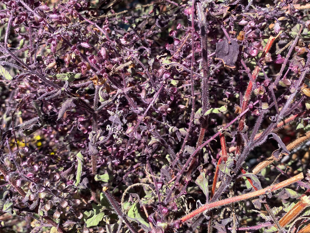 Purple Tulsi / Holy Basil | Loose-Leaf Teas & Infusers | Fiddlehead Farm | Columbia, Kentucky