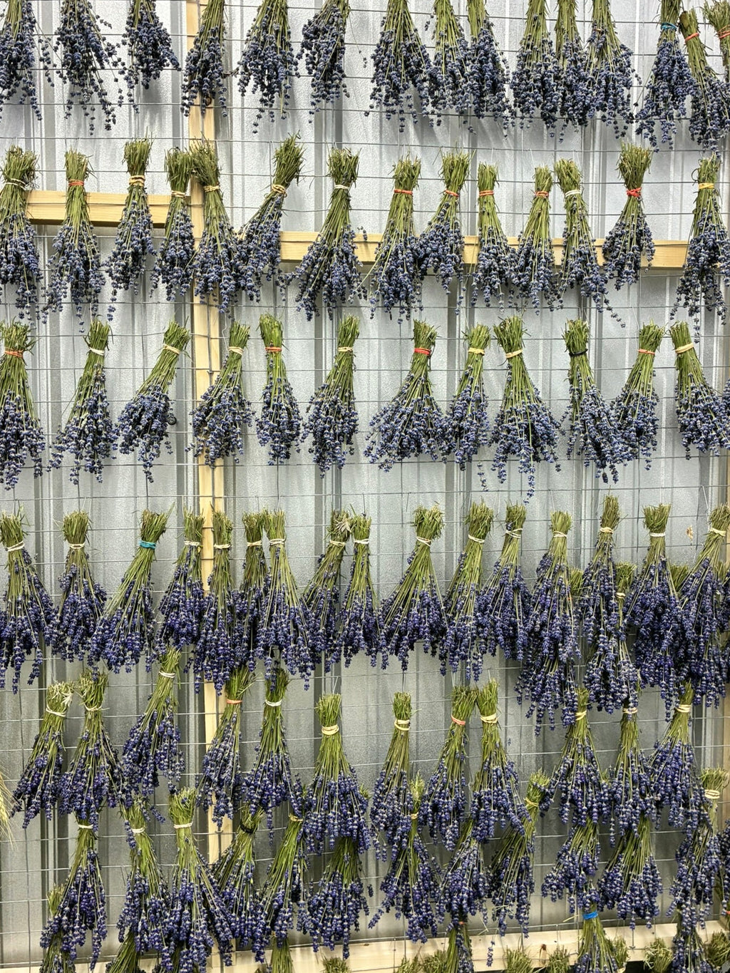 Culinary Lavender  - Melissa Liliac (1 BUNDLE)