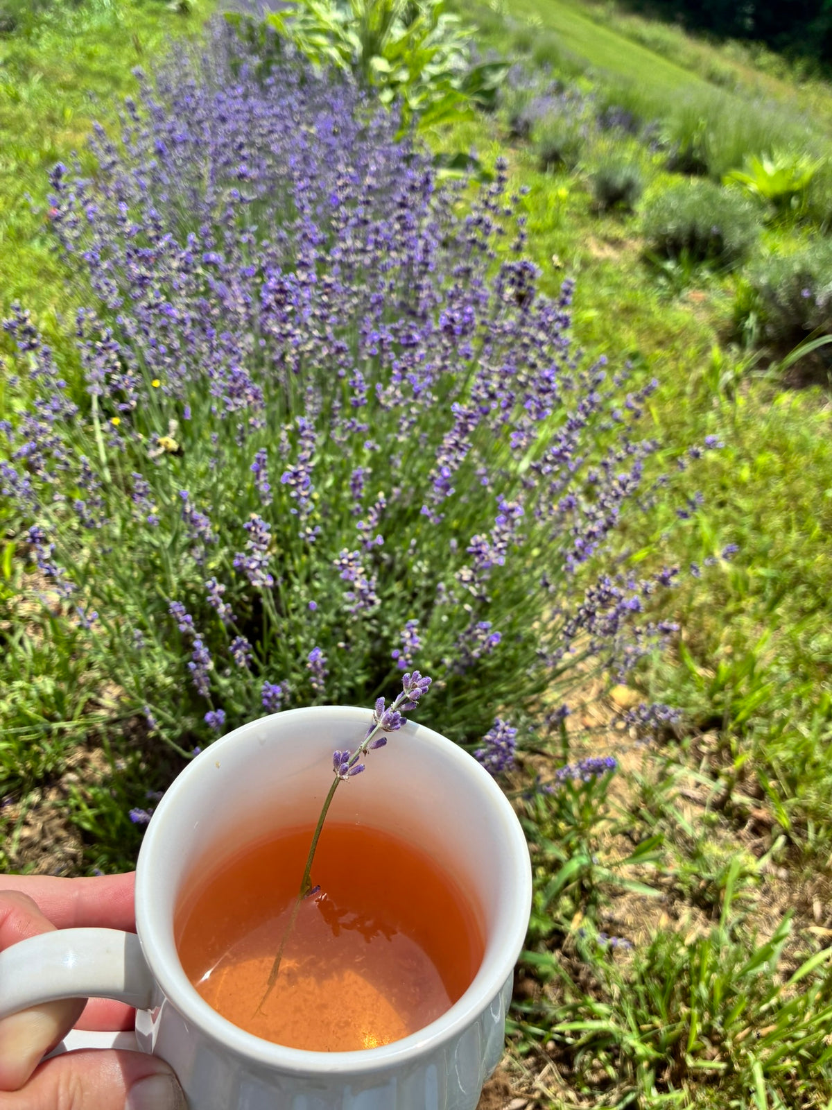 Fun Farm Photos & Things – Fiddlehead Farm, LLC