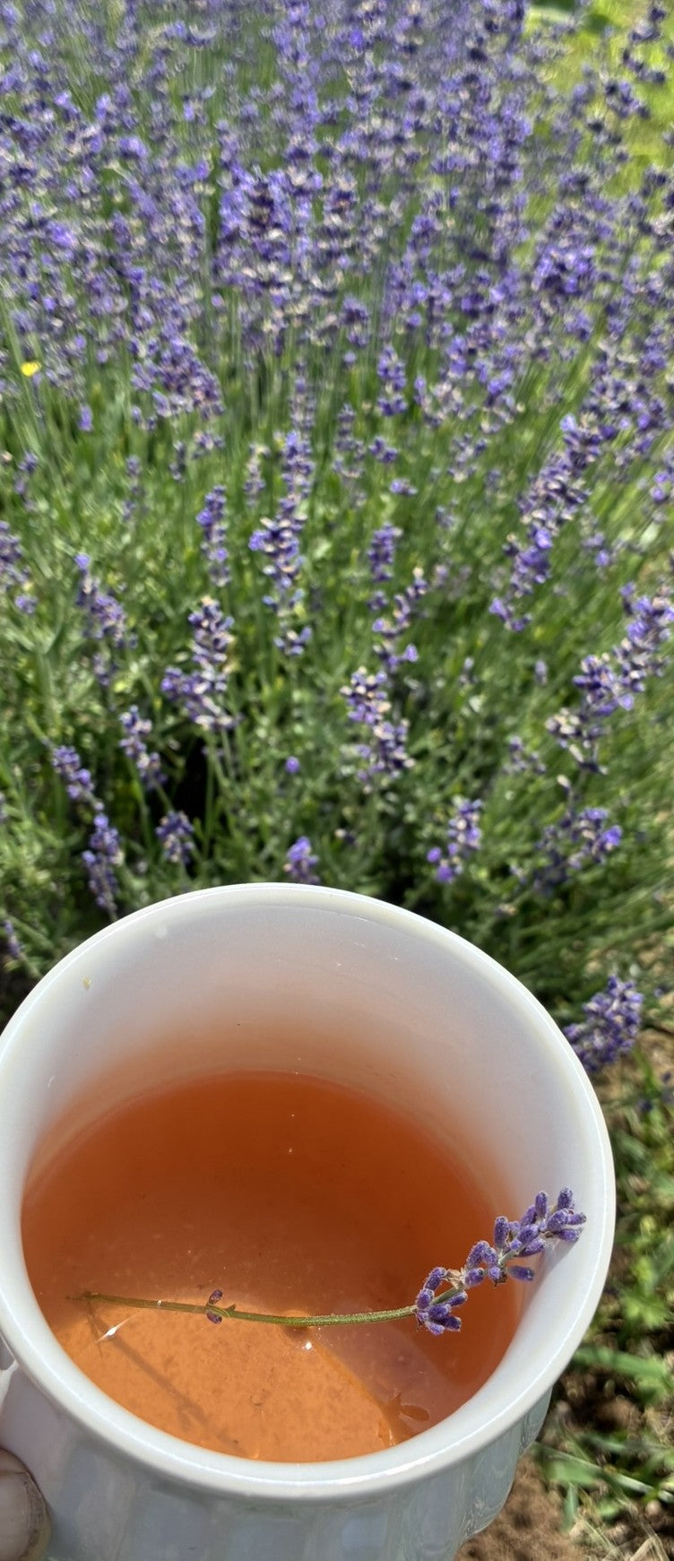 Culinary Lavender in 2-ounce tins.