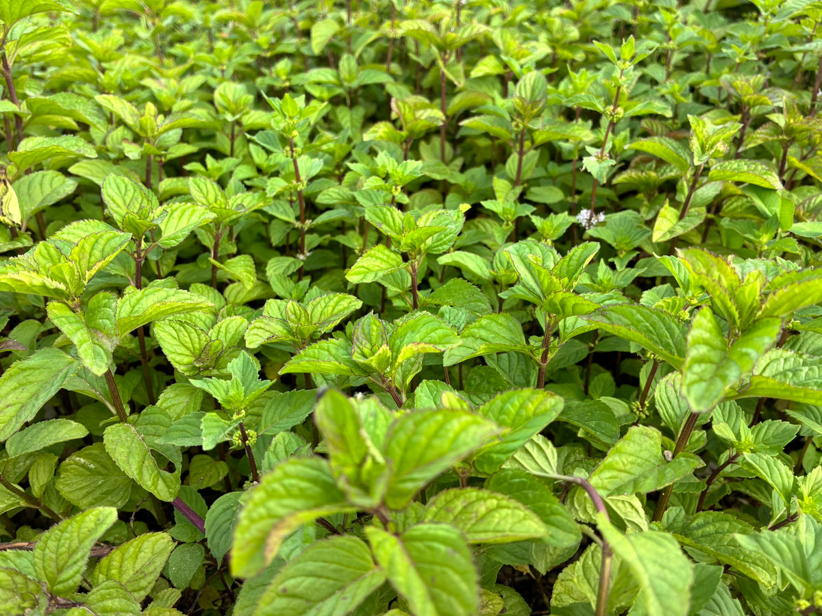 Fun Farm Photos & Things – Fiddlehead Farm, LLC