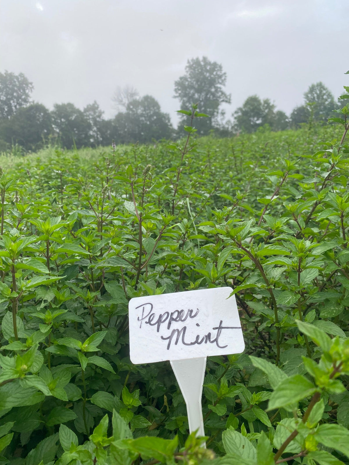 Peppermint Loose Leaf Herbal Tea