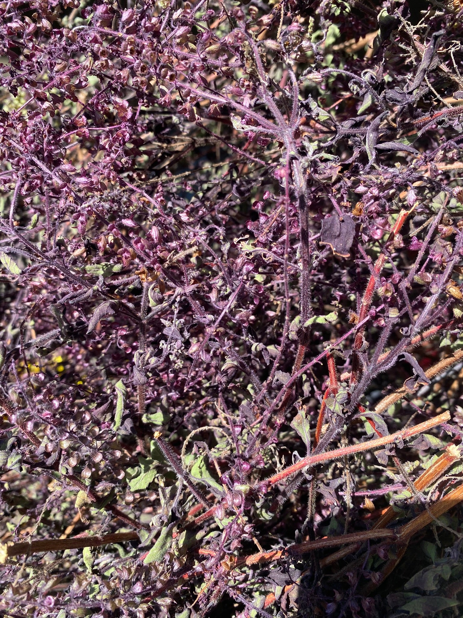 Holy Basil (Krishna)