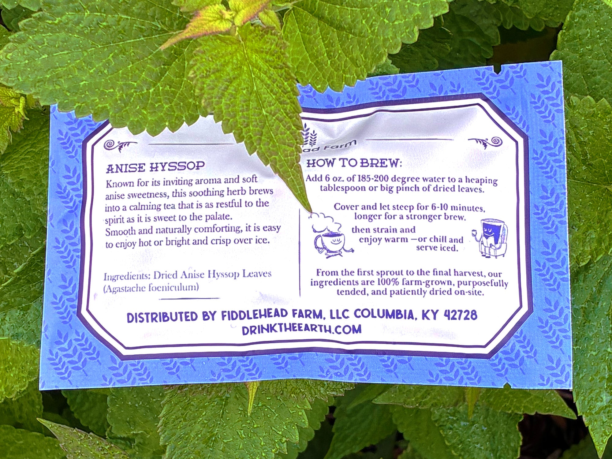 Anise Hyssop | Loose Leaf Teas & Infusers | Fiddlehead Farm | Columbia KY