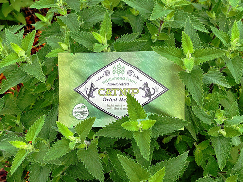 CAT NIP (Sm)