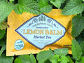 Lemon Balm | Loose Leaf Teas & Infusers | Fiddlehead Farm | Columbia KY