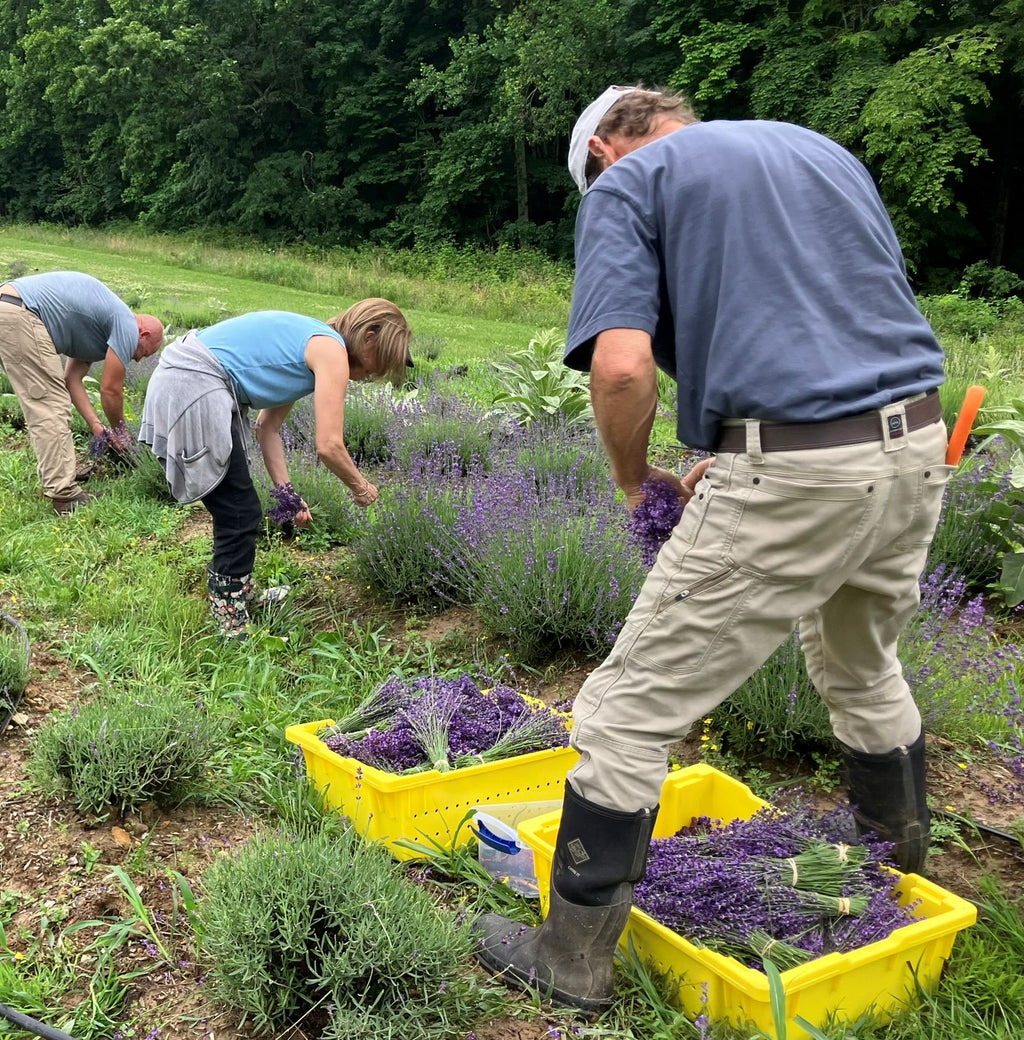 Cut Your Own Lavender Experience --> Saturday, June 13th